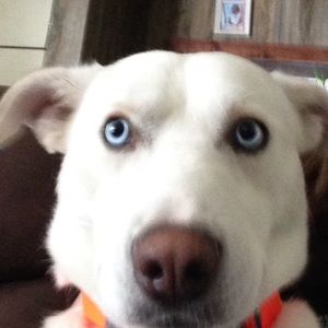 Meet your Posher, Jacob